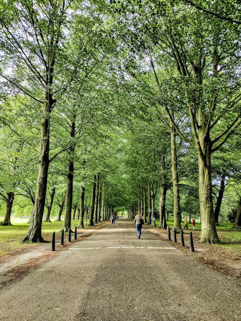 A wide, straight pathway in a park lined with tall deciduous trees on both sides, their green leaves forming a dense canopy overhead. The pathway is paved with asphalt and is bordered by short black bollards on either side, guiding pedestrians along the route. Several people are walking along the path, some carrying small bags or pushing strollers. The surrounding grass is lush and well-maintained, and in the background, more trees and park visitors are visible. The scene is well-lit with natural daylight, creating a peaceful atmosphere suitable for home relocation or outdoor activities. This image is relevant to the moving and packing process, illustrating an accessible outdoor space that could serve as a staging area for furniture transport by a professional removals service such as Movers Holland Park.
