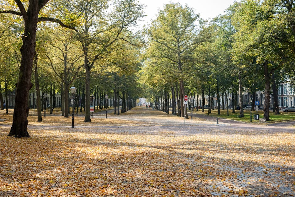 The image shows a wide street lined with mature trees that have green and yellow leaves, indicating a park-like setting during early autumn. The ground is covered with fallen leaves, and the street appears to be temporarily cordoned off or restricted, with no vehicles visible. Traditional-style street lamps are positioned along the pathway, and the area is illuminated by natural daylight, creating a peaceful, shaded environment. In the background, low-rise residential or commercial buildings are partially visible beyond the trees. The scene captures an outdoor urban space suitable for relocation activities, with no visible furniture or moving equipment, but it reflects a typical setting where house removals or packing and moving activities might take place. This environment showcases the calm, tree-lined streets accessible for local house removals, as provided by Movers Holland Park. The overall setting emphasizes the importance of accessible outdoor routes for smooth furniture transport and timely moving logistics associated with same day removal services in Holland Park.