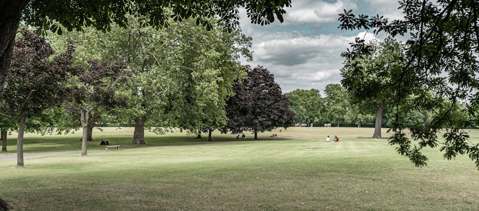 A wide, open park area during daytime with neatly mowed grass and scattered mature trees, including some with dark purple foliage and others with green leaves, providing shade and a scenic environment. Several people are visible sitting on benches and relaxing on the grass in the background, with a few individuals walking or engaging in leisure activities beneath partly cloudy skies. The scene is framed by overhanging branches and leaves from trees near the camera, creating a natural border at the top of the image. The setting appears calm and spacious, suitable for outdoor activities and community gatherings. The image is relevant to house removals, as it depicts a typical outdoor environment where loading and transport activities may occur during a home relocation process, aligning with the themes of packing, furniture transport, and logistics involved in property moves, which a company like Movers Holland Park would assist with within the context of complying with Kensington and Chelsea council removal rules.